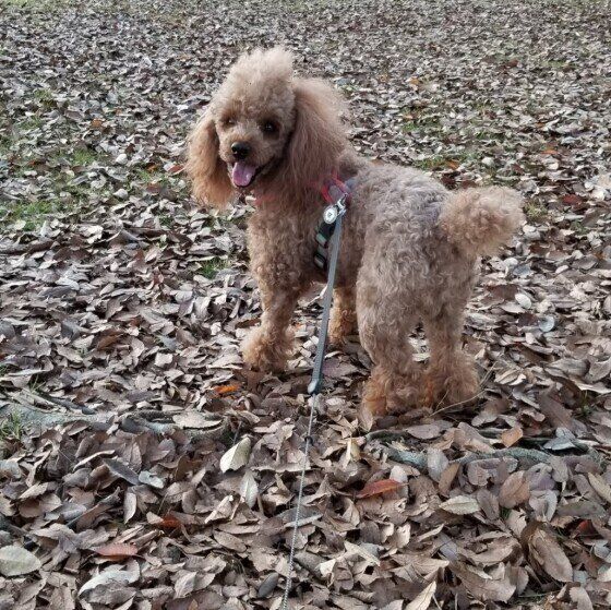 散歩中のトイプードルCEAMPIくん