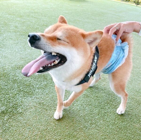 デレデレのちくわくん