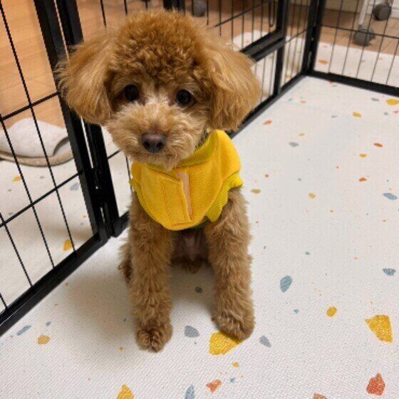 見つめるトイ・プードル