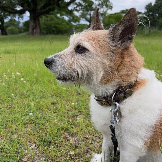 お散歩中おすわりをしている犬の横顔