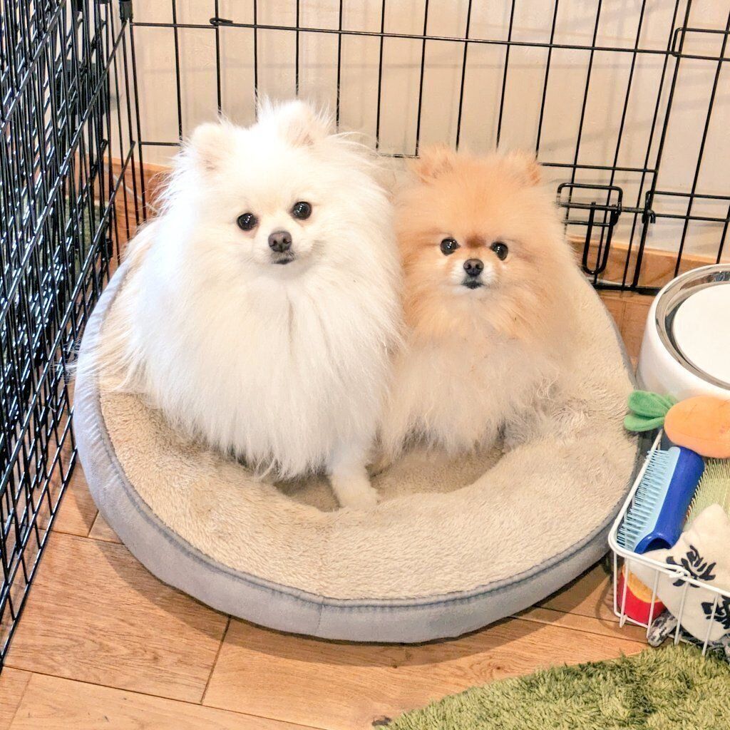 くっつくぽぽちちゃん、ぱぴちちゃん