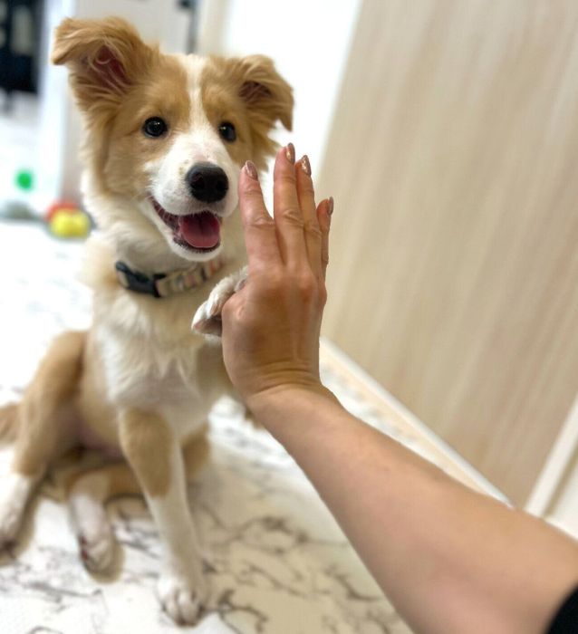 ハイタッチをするラピちゃん