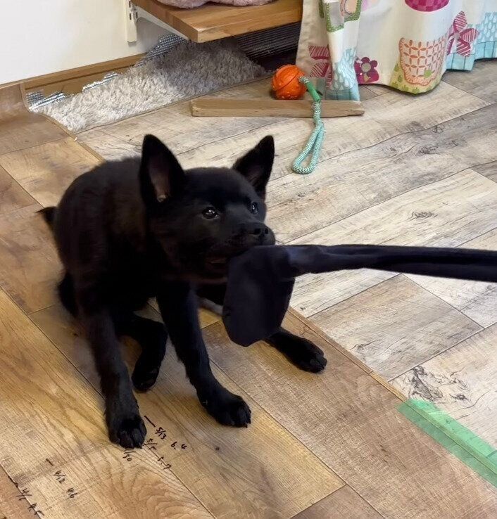 靴下を引っ張るくろだちゃん