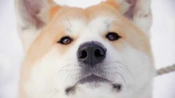 秋田犬　可愛い