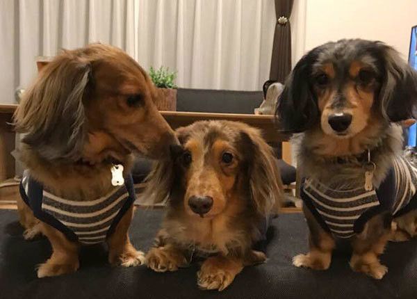 3頭のミニチュア・ダックスフンド