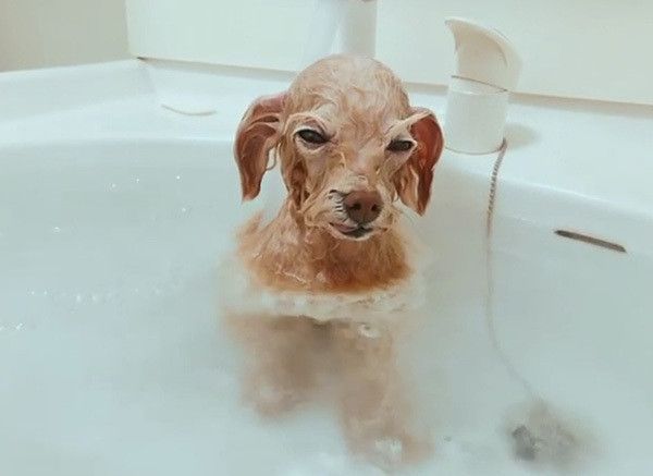 お風呂でウトウトするトイ・プードル