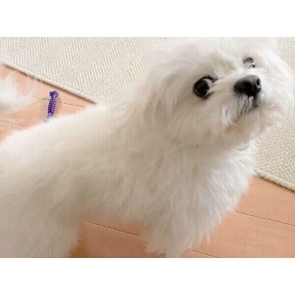 お散歩に行きたいわむうくん