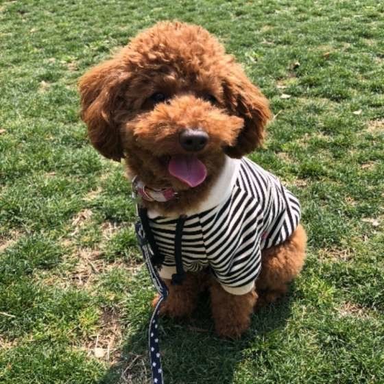 芝生に座るトイ・プードル