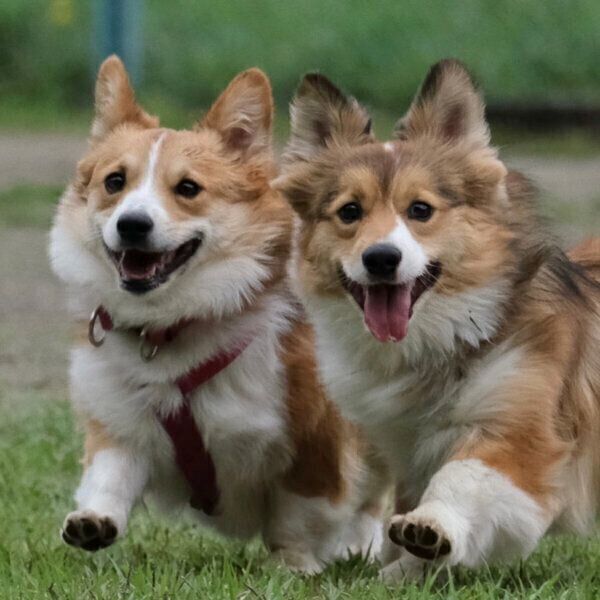 仲良しなせこむちゃん、うりちゃん