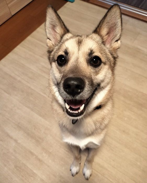 笑顔が可愛いFELIXくん