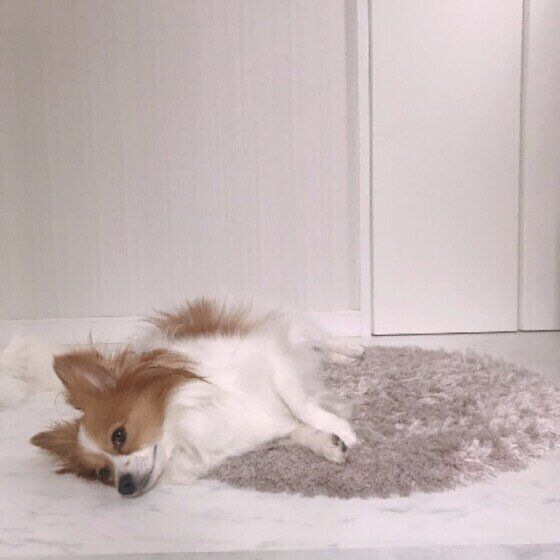 パピヨンのココくん