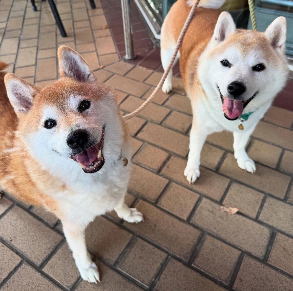 仲良く散歩をするはるくん、ころくん