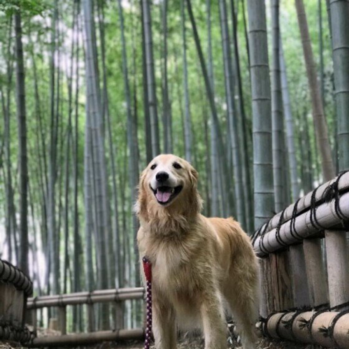 獣医師監修 犬にたけのこを与えるときは注意が必要 与えるメリットとデメリットを解説 いぬのきもちweb Magazine 獣医師監修 犬にたけのこを与えるときは注意が必要 与えるメリットとデメリットを解説 いぬのきもちweb Magazine