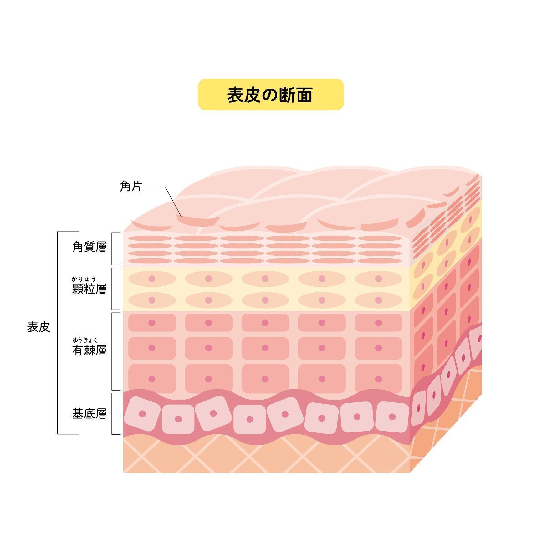 皮膚のしくみのイメージ