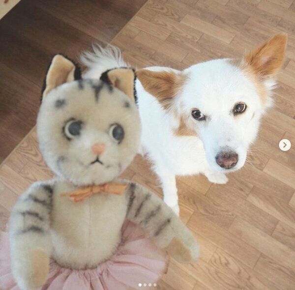 ぬいぐるみを見つめるまるこちゃん