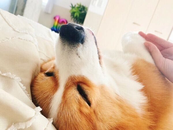 眠るこてつくん