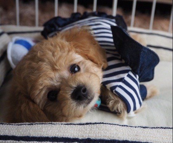 かわいいお顔で見つめるトイ・プードル