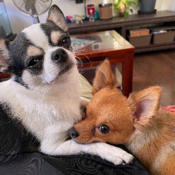 寄り添う犬たち