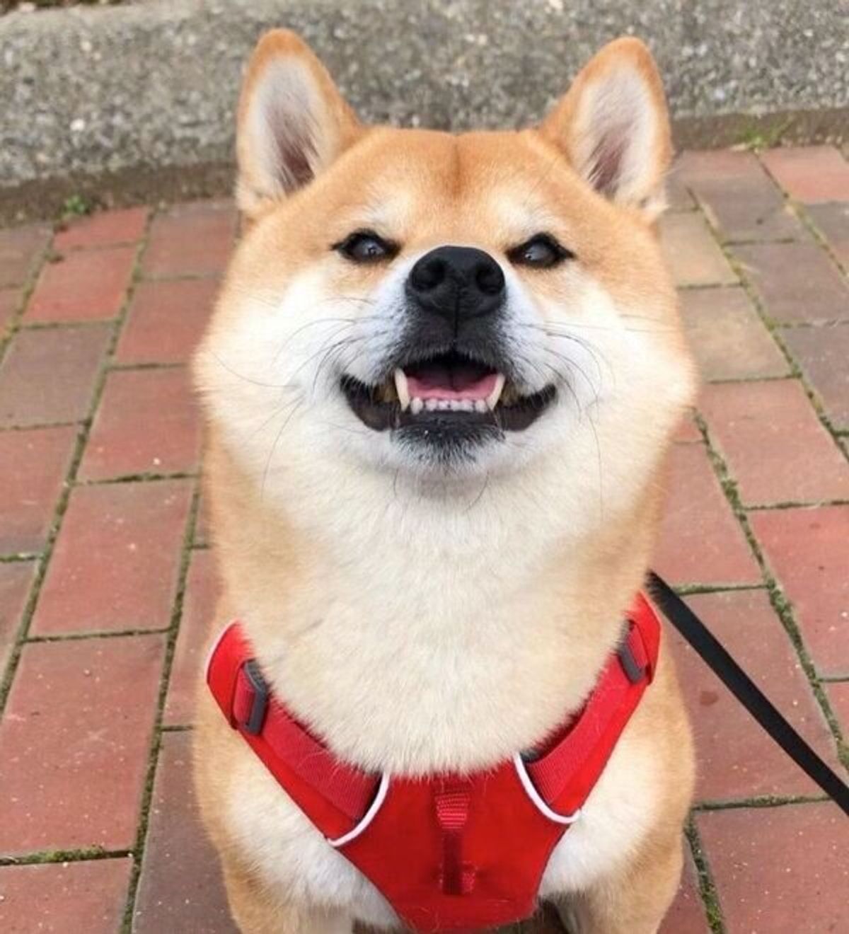 うちにも来てほしい ヒコーキ耳 笑顔 で飼い主を大歓迎する柴犬に癒される いぬのきもちweb Magazine うちにも来てほしい ヒコーキ耳 笑顔 で飼い主を大歓迎する柴犬に癒される いぬのきもちweb Magazine