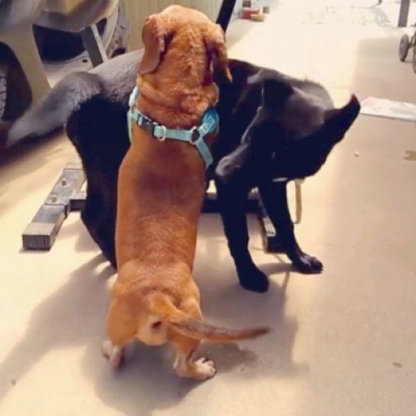 大きな犬に立ち向かうミニチュア・ダックスフンド