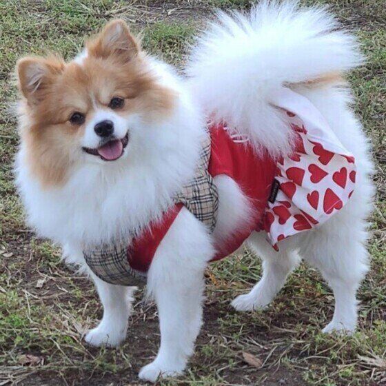 秋はイベントの多い季節、犬の「お出かけ疲れ」に気をつけて！   いぬのきもち