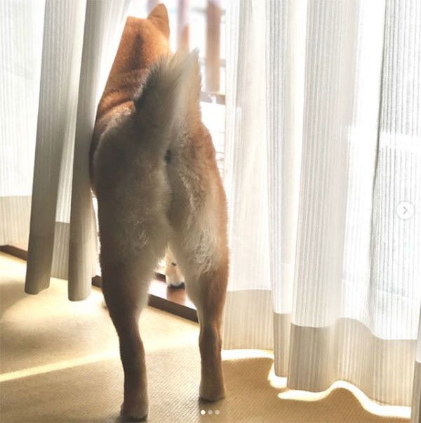 ご主人を待つ柴犬