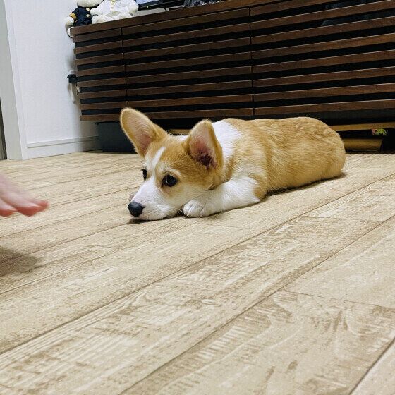 ウェルシュ・コーギー・ペンブロークのゴン太くん