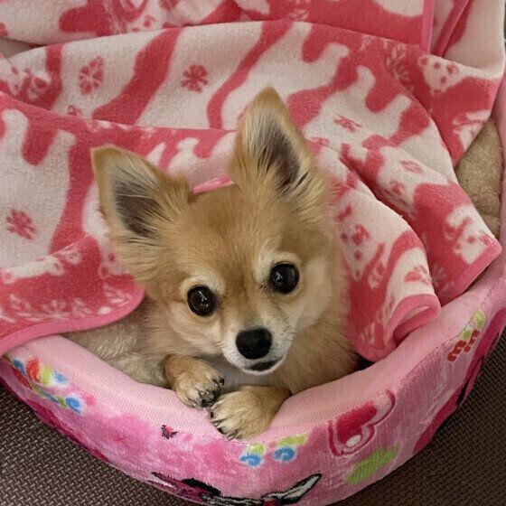 犬の飼い方で不安や悩みがあるときに知っておくとよいこと いぬのきもち
