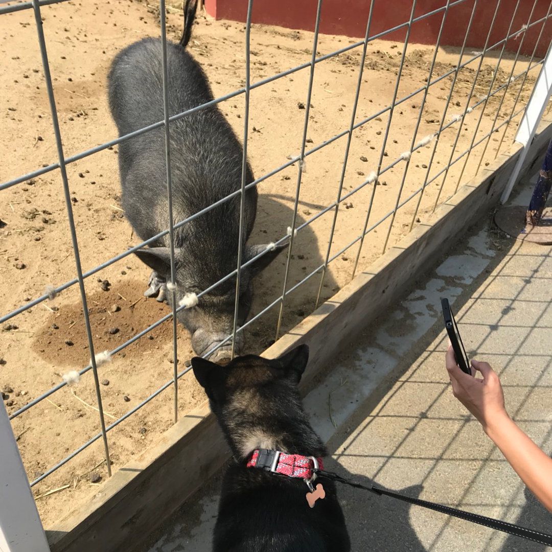 ぶたさんとヅナくん