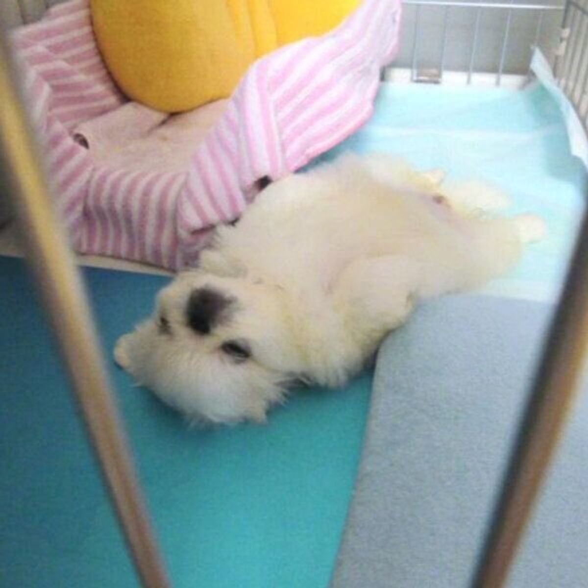 お迎え翌日の姿がシュールすぎる生後2カ月のペキニーズが 11年後の現在 も とびきりの可愛さ いぬのきもちweb Magazine お迎え翌日の姿がシュールすぎる生後2カ月のペキニーズが 11年後の現在 も とびきりの可愛さ いぬのきもちweb Magazine