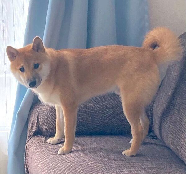 ボールを落としてしまったふう太くん