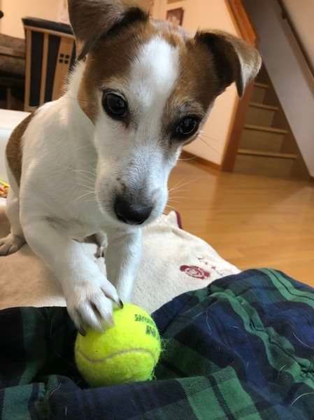 ジャック・ラッセル・テリアとボール