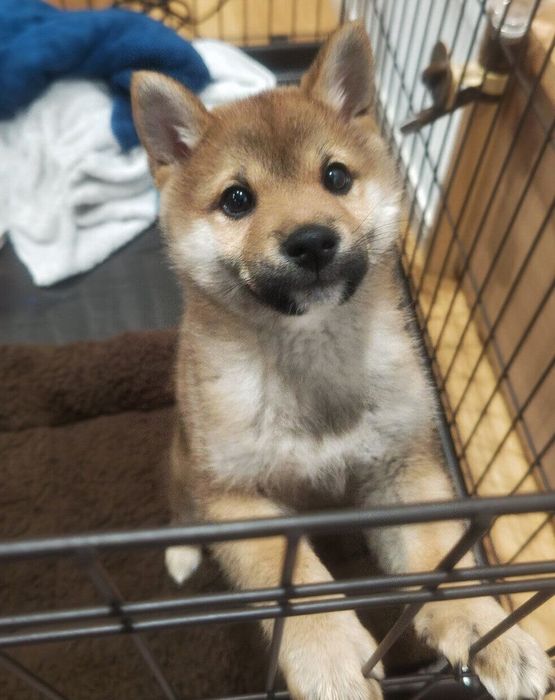 見つめるコロくん