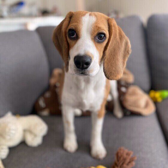 上目遣いをするビーグル