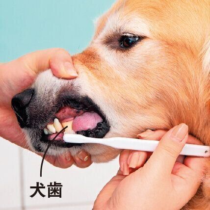 汚れやすい犬歯も忘れずに