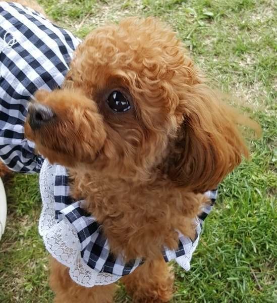 トイ・プードル