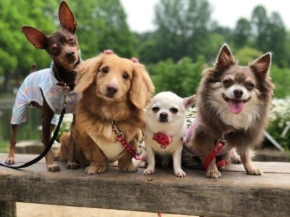 獣医師監修 犬の避妊手術後の変化や注意事項 体験談 Faq付 いぬのきもちweb Magazine 獣医師監修 犬の避妊手術後の変化や注意事項 体験談 Faq付 いぬのきもちweb Magazine