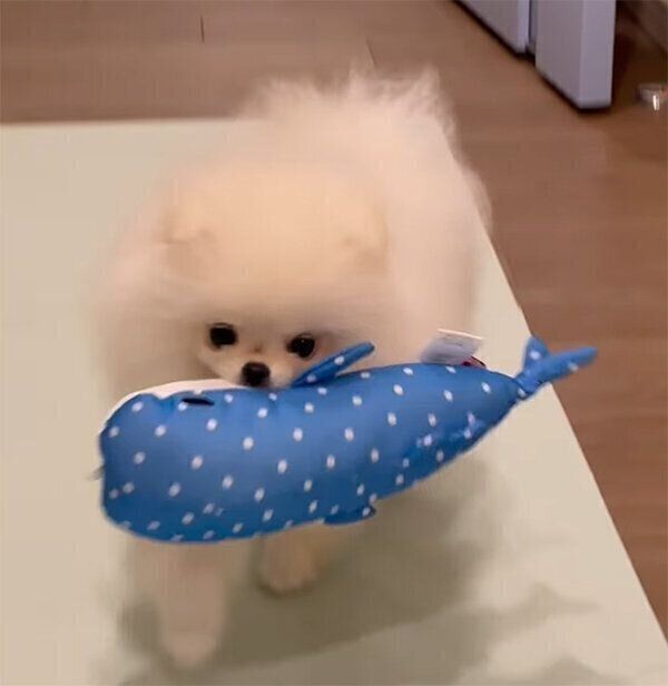 おもちゃを運ぶむうちゃん