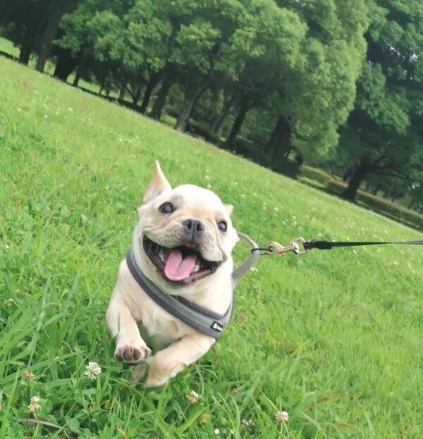 散歩を楽しむ桜丸くん