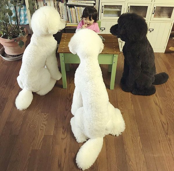 スタンダード・プードルと女の子