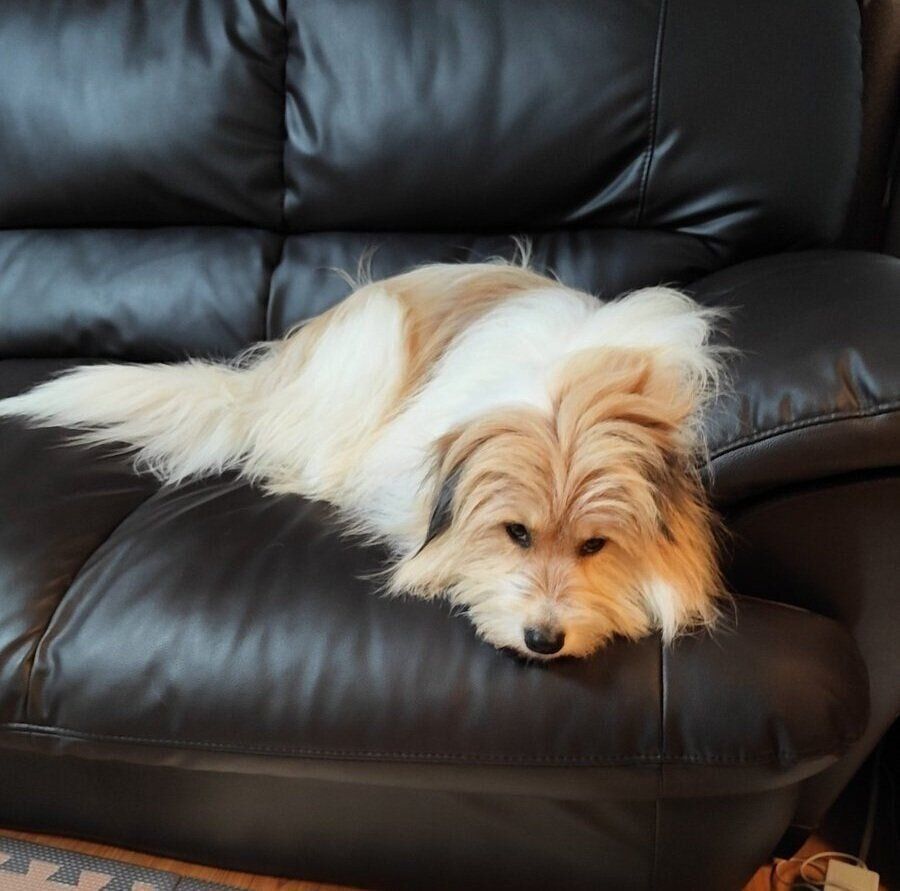 ソファに寝転がるアルナちゃん