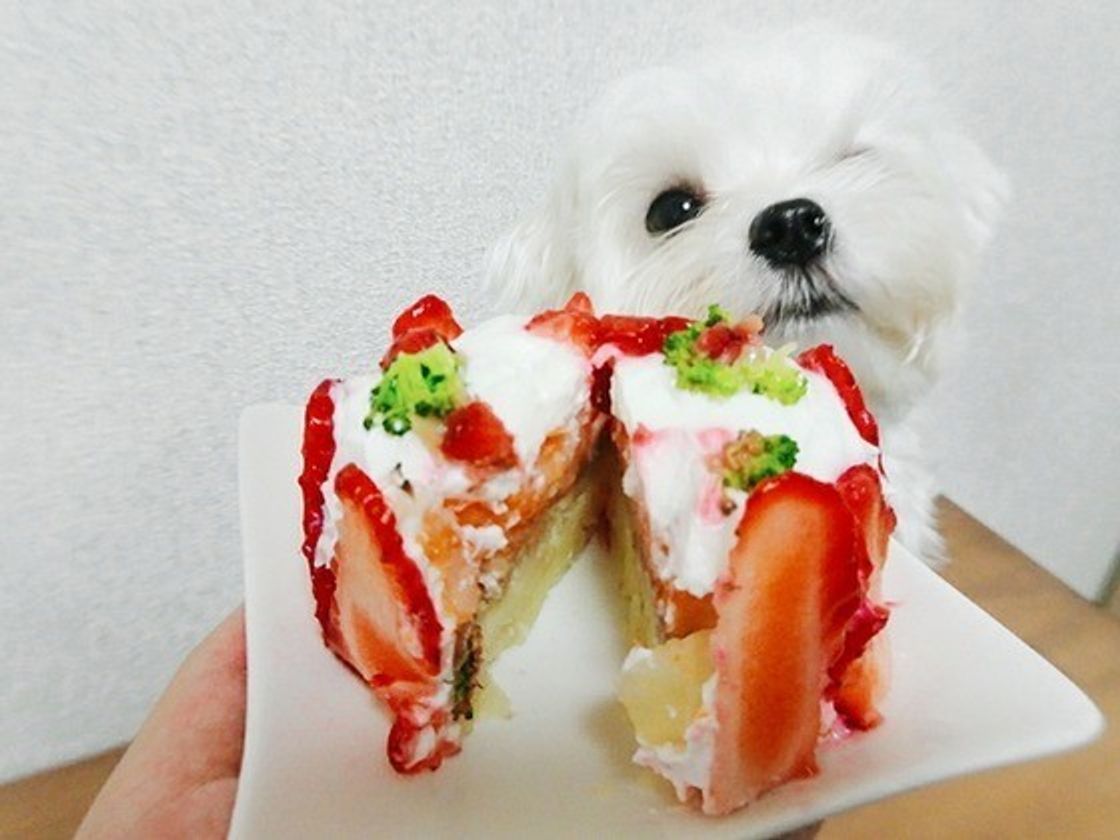 犬用ケーキで愛犬をお祝いしよう おすすめの画像付きレシピ お店 いぬのきもちweb Magazine 犬用ケーキで愛犬をお祝いしよう おすすめの画像付きレシピ お店 いぬのきもちweb Magazine
