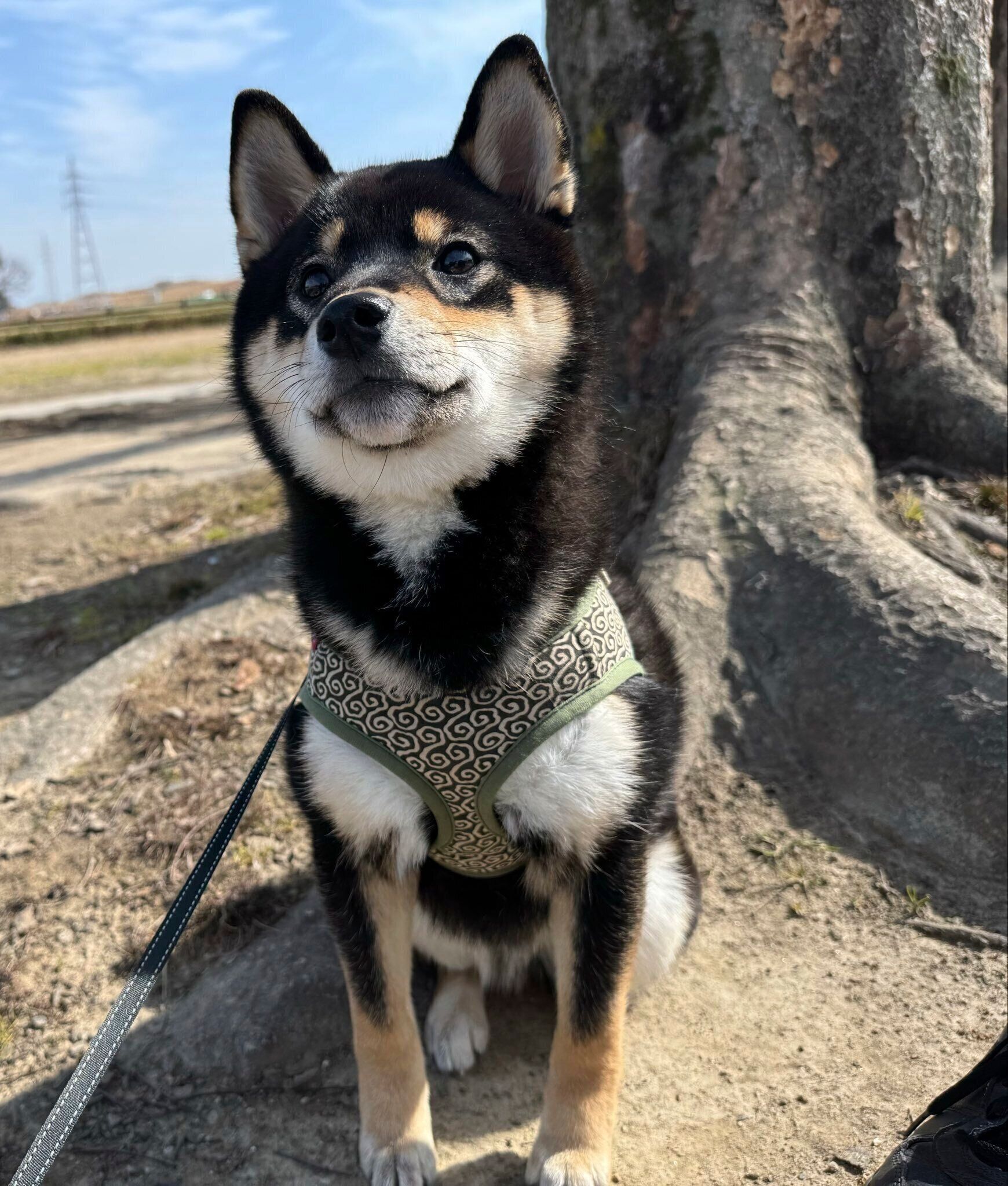 見つめるおこげくん