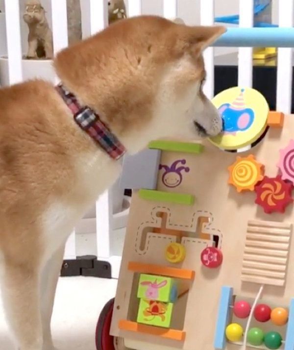 知育玩具で遊ぶ柴犬