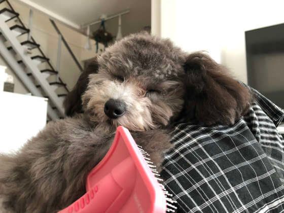 ブラッシングされる犬