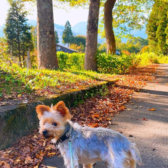 秋の散歩道とヨークシャー・テリア