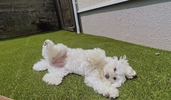 寝転がるまるこちゃん