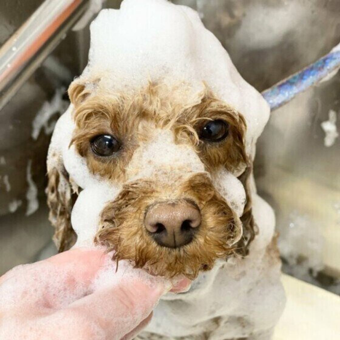 濡れた犬の毛を乾かさない のはなぜng 乾かし残しで起こるデメリット いぬのきもちweb Magazine 濡れた犬の毛を乾かさない のはなぜng 乾かし残しで起こるデメリット いぬのきもちweb Magazine