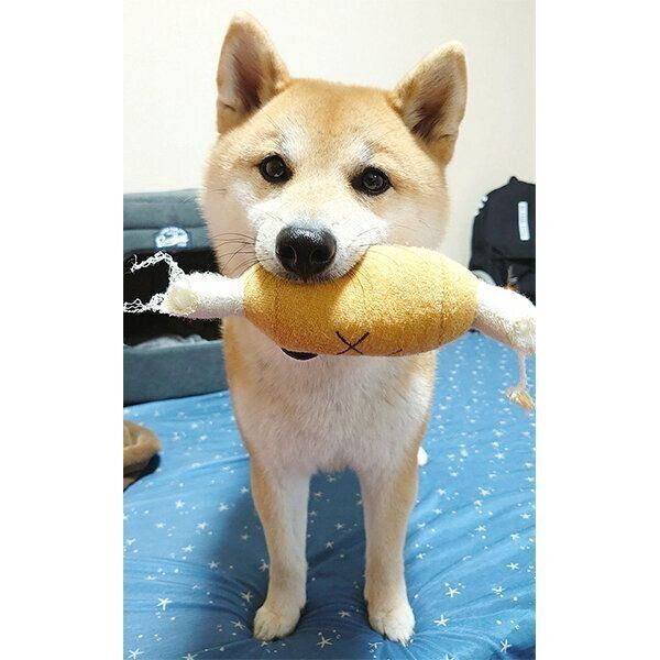 おもちゃをくわえるこま次郎くん