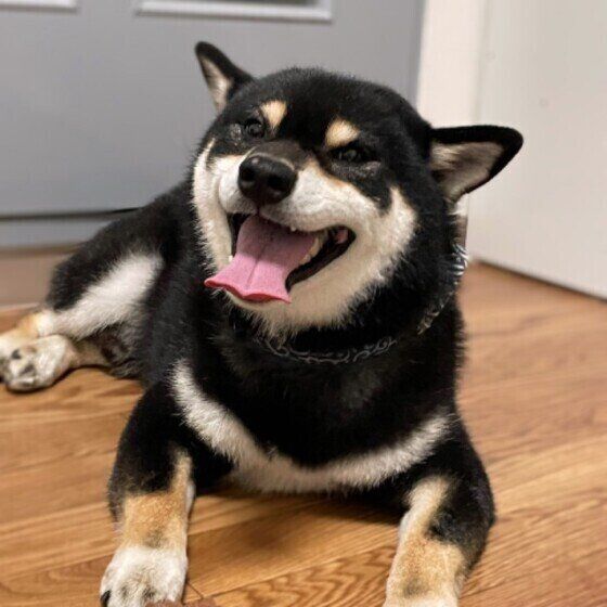 笑顔の犬（柴、オス）